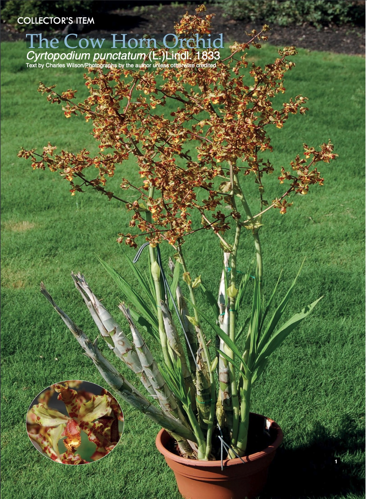 The Cow Horn Orchid - American Orchid Society