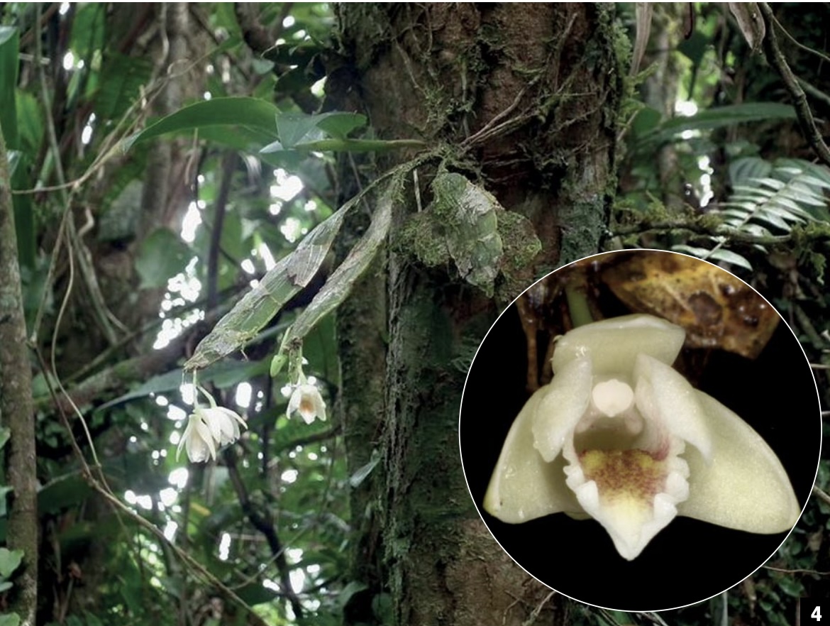 Dendrobium and its Relatives - American Orchid Society