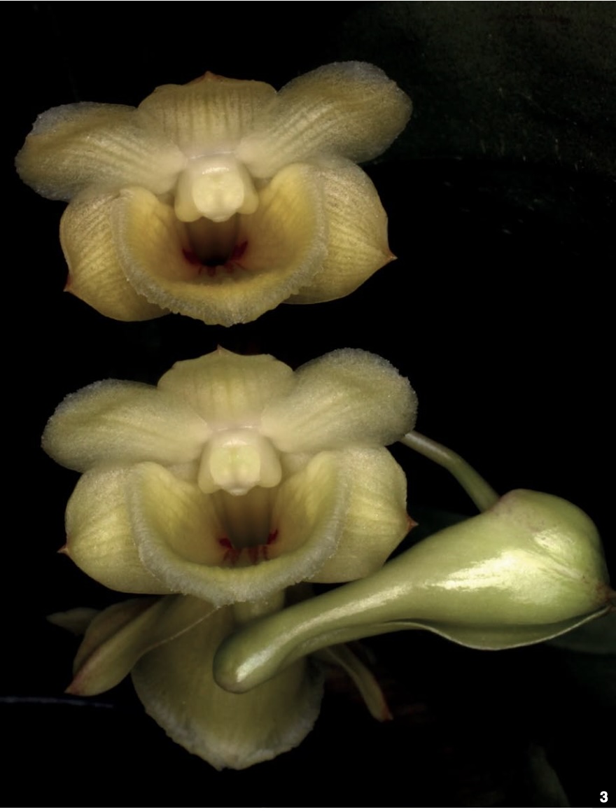 Dendrobium and its Relatives - American Orchid Society
