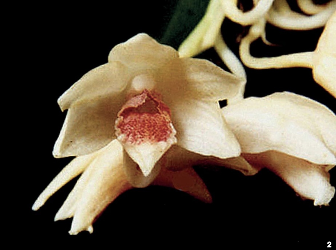 Dendrobium and its Relatives - American Orchid Society