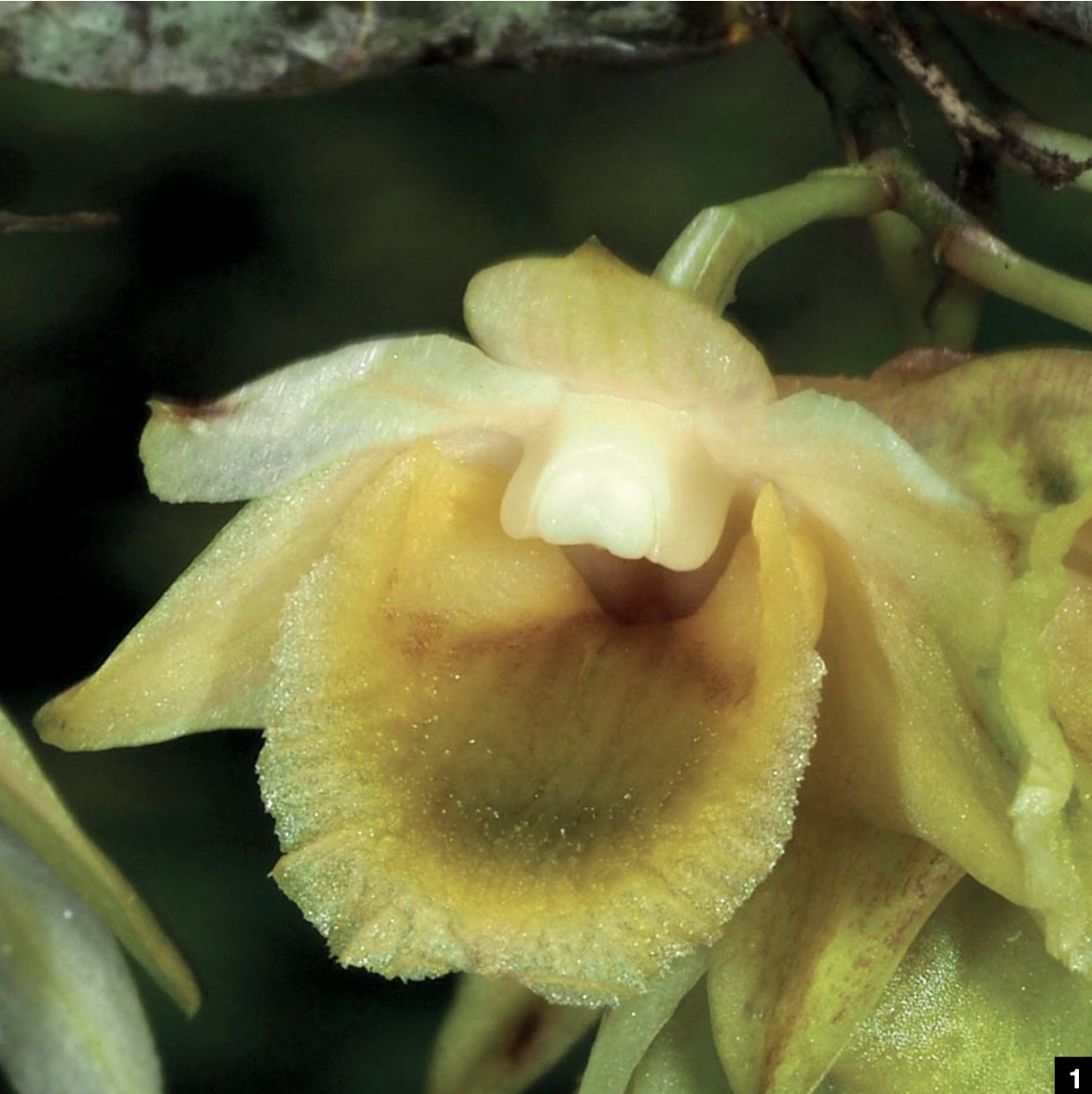 Dendrobium and its Relatives - American Orchid Society