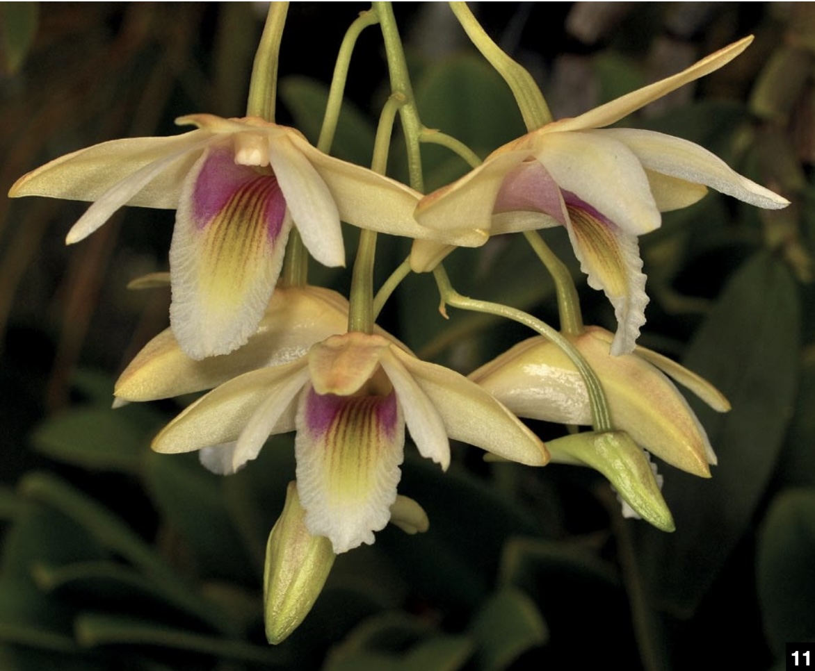 Dendrobium and its Relatives - American Orchid Society
