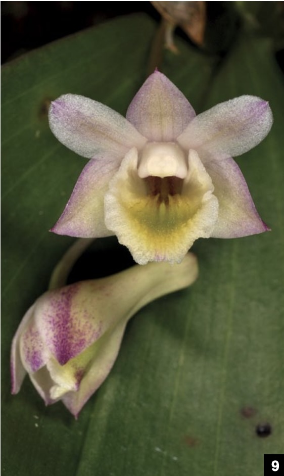 Dendrobium and its Relatives - American Orchid Society