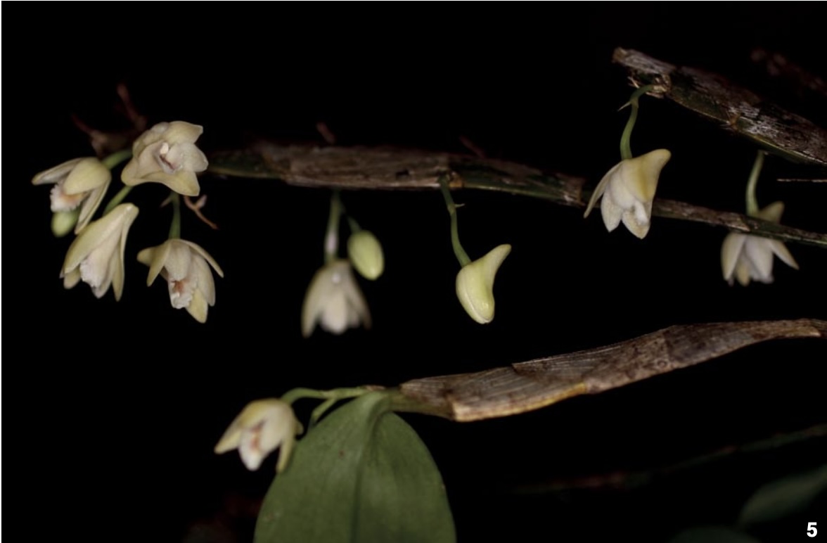 Dendrobium and its Relatives - American Orchid Society