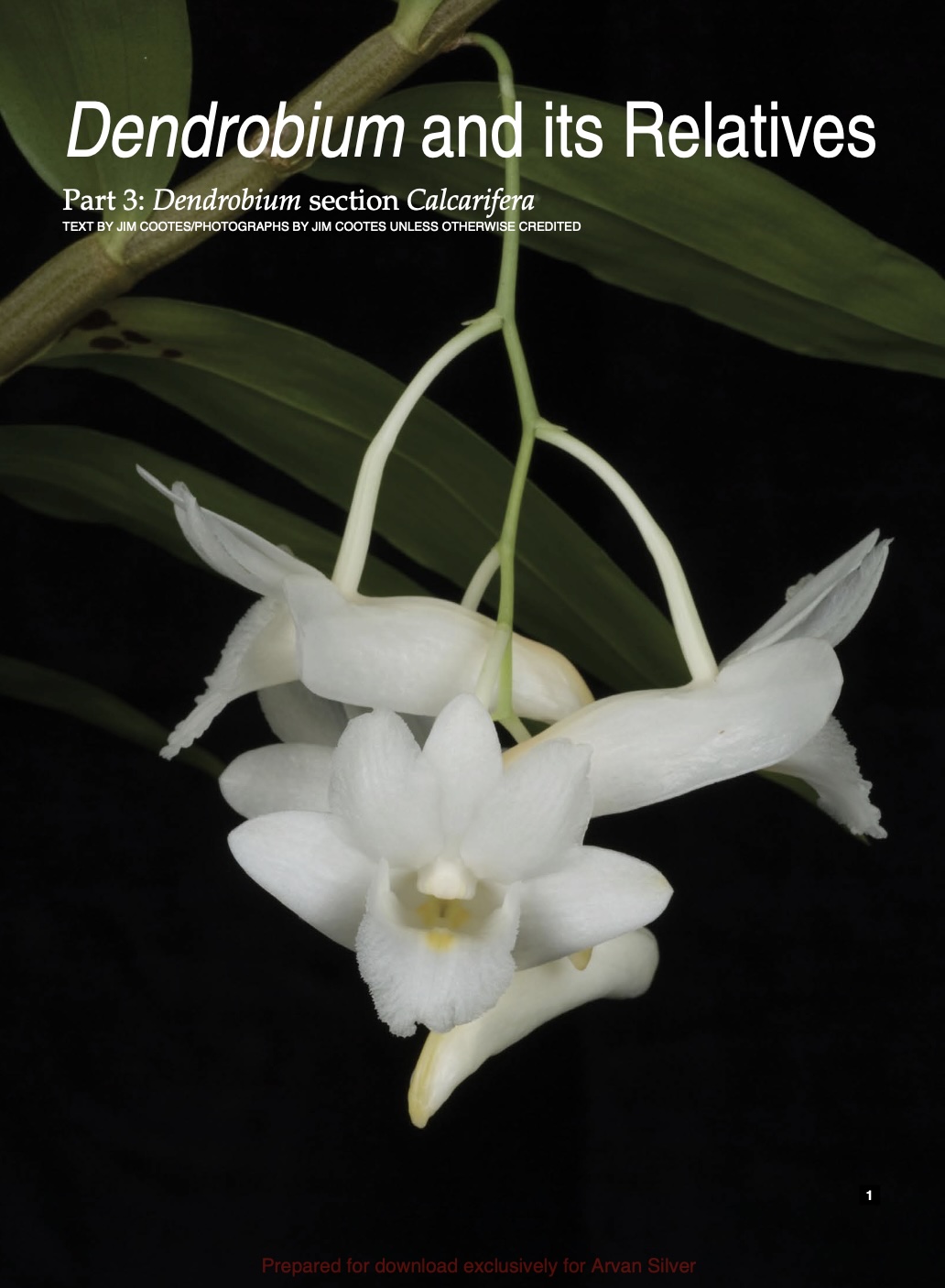 Dendrobium and its Relatives Part 3: Dendrobium section