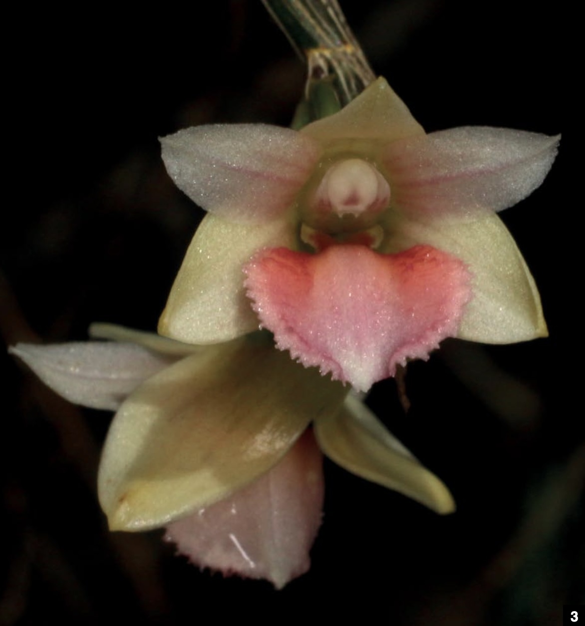 Dendrobium and its Relatives Part 3: Dendrobium section