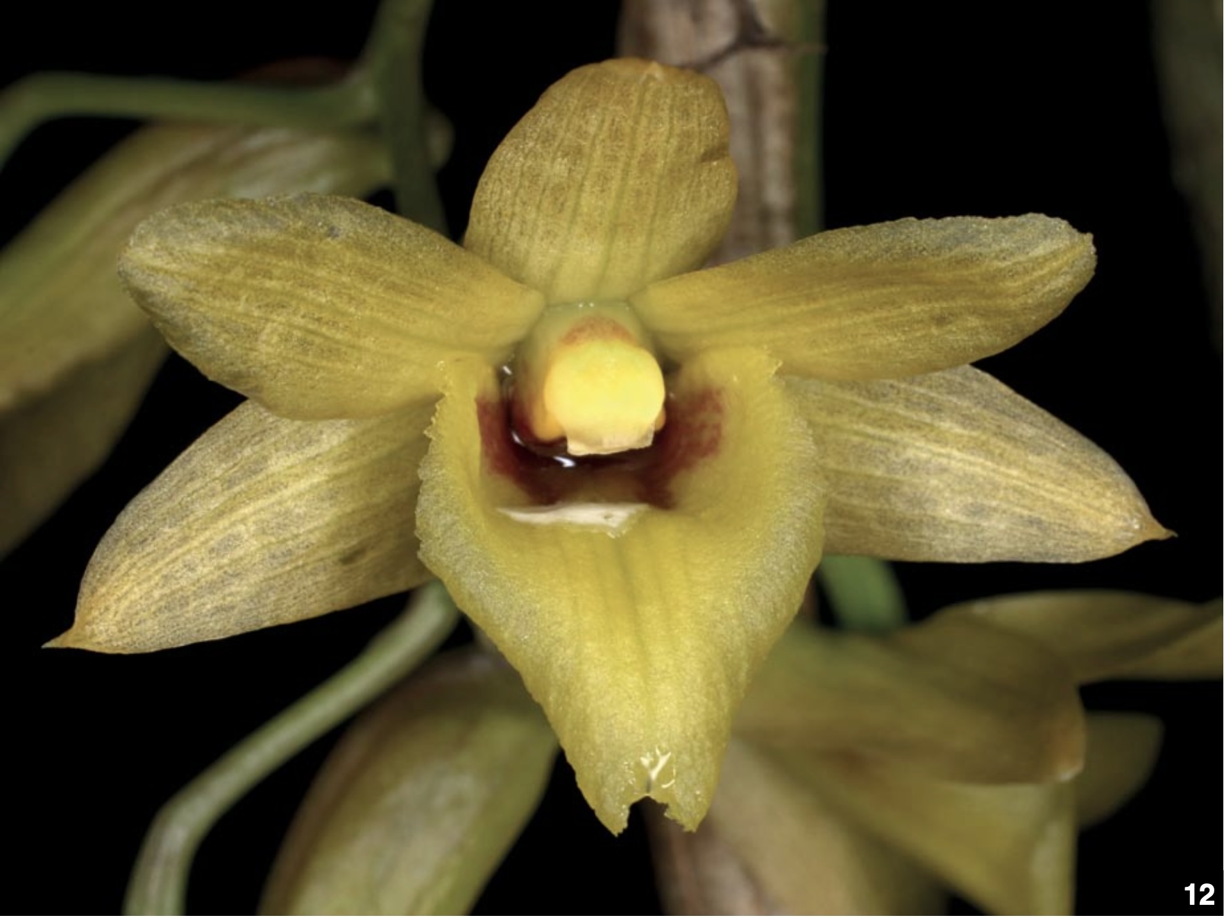 Dendrobium and its Relatives Part 3: Dendrobium section