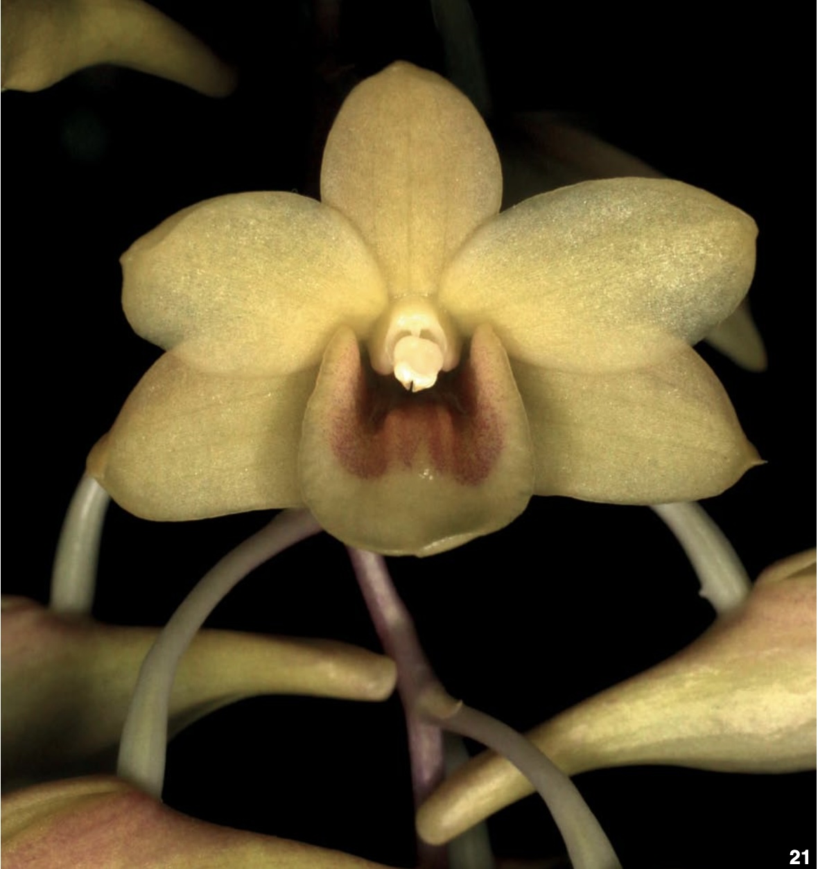 Dendrobium and its Relatives Part 3: Dendrobium section