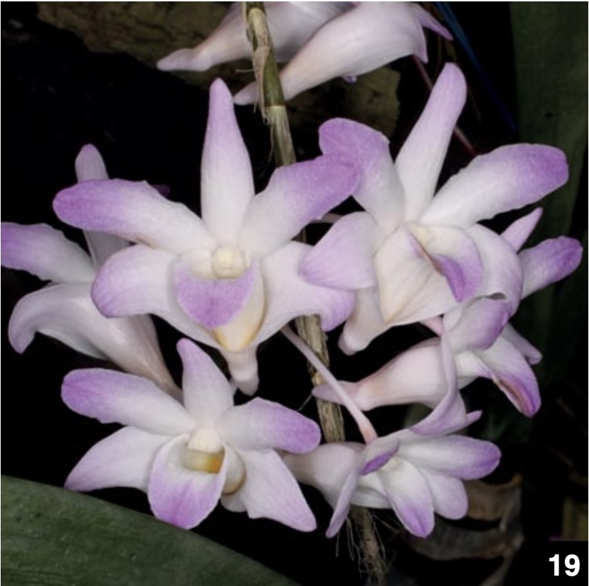 Dendrobium and its Relatives Part 3: Dendrobium section