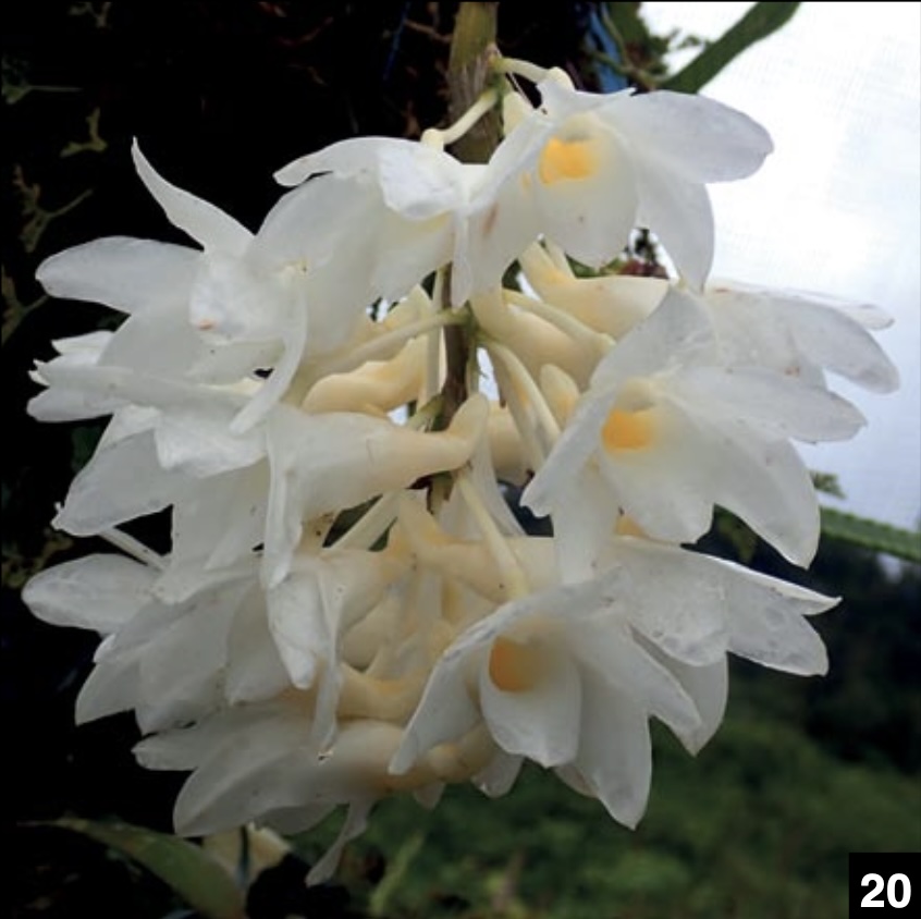 Dendrobium and its Relatives Part 3: Dendrobium section
