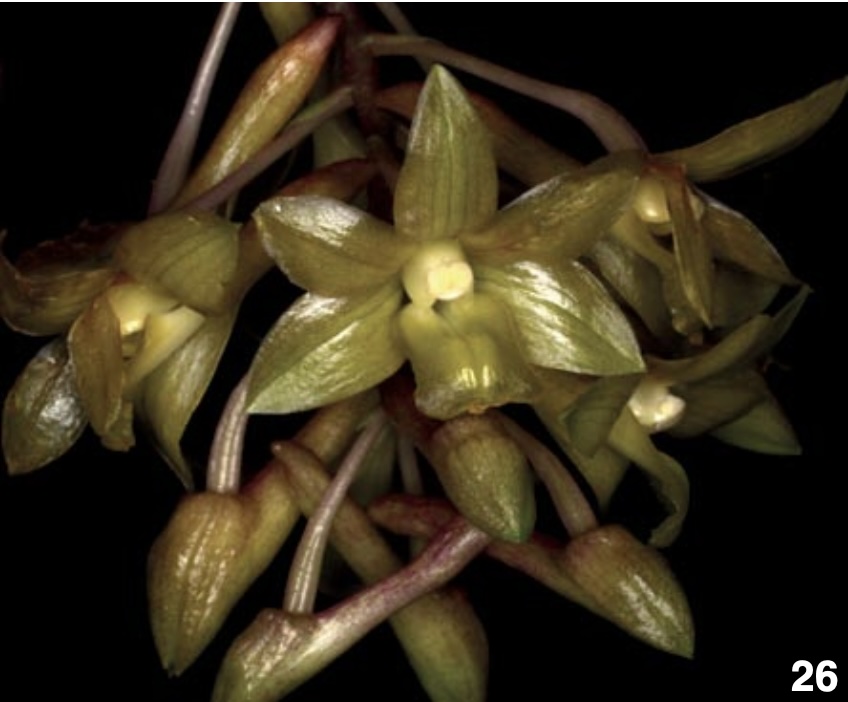洋書 Orchid Species Culture : Dendrobium 512BHA0XRDL._AC_UF1000,