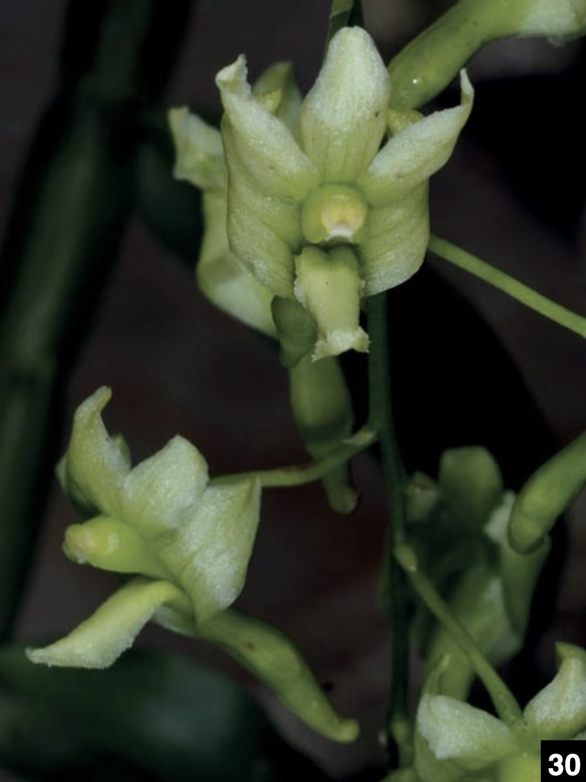 Dendrobium and its Relatives Part 3: Dendrobium section