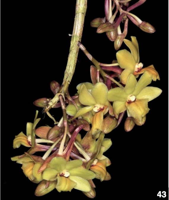 Dendrobium and its Relatives Part 3: Dendrobium section