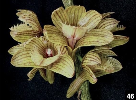 Dendrobium and its Relatives Part 3: Dendrobium section