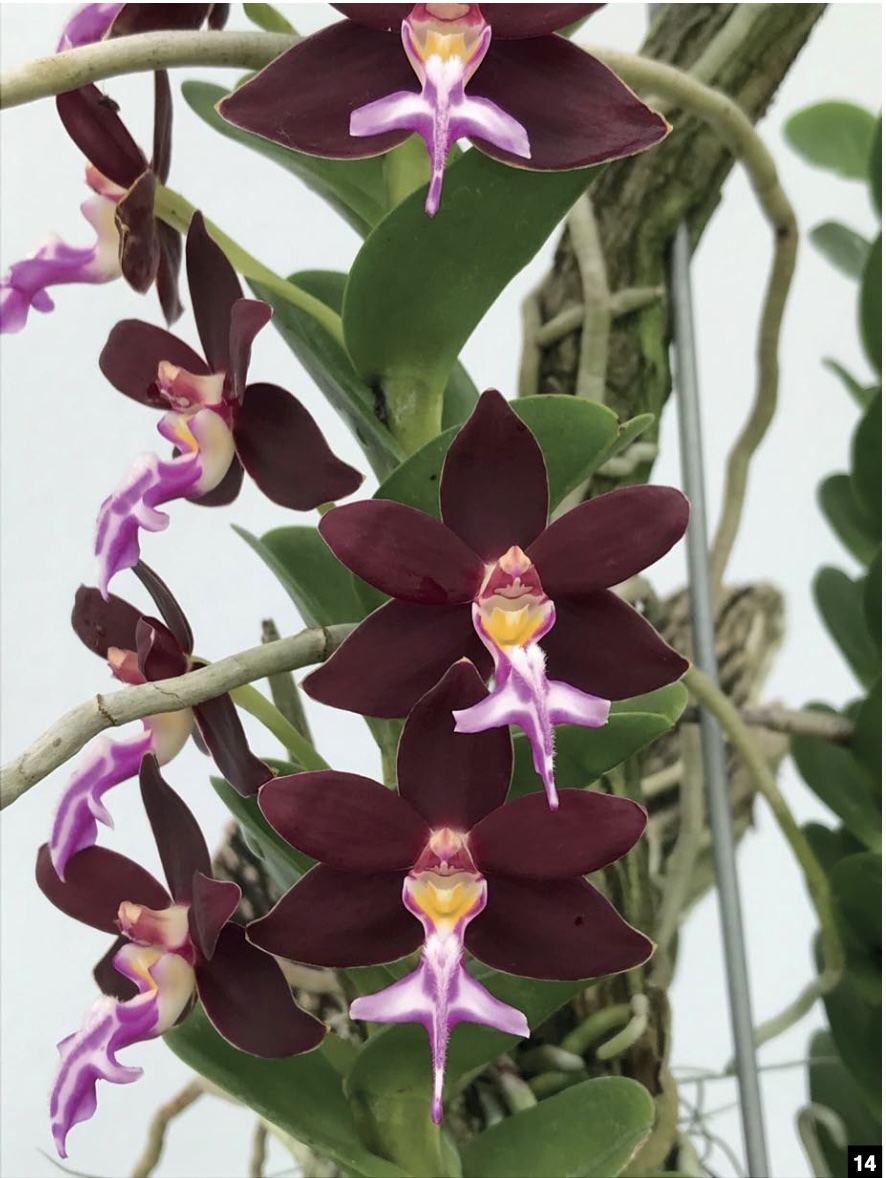 Fragrant orchids discount