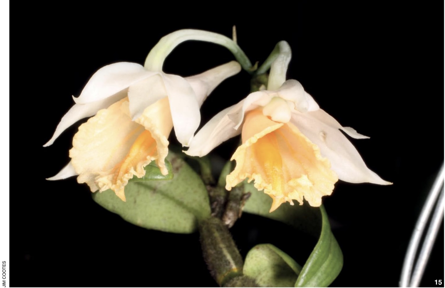 Dendrobium and its Relatives, Part 5: Dendrobium section Formosae