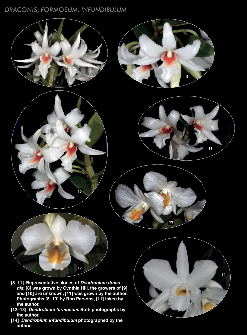 Dendrobium and its Relatives, Part 5: Dendrobium section Formosae