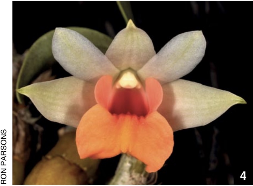 Dendrobium and its Relatives, Part 5: Dendrobium section Formosae