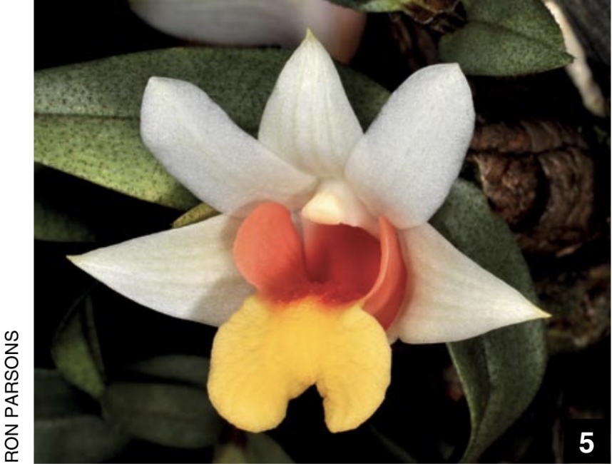 洋書 Orchid Species Culture : Dendrobium Orchid Species Culture : Dendrobium