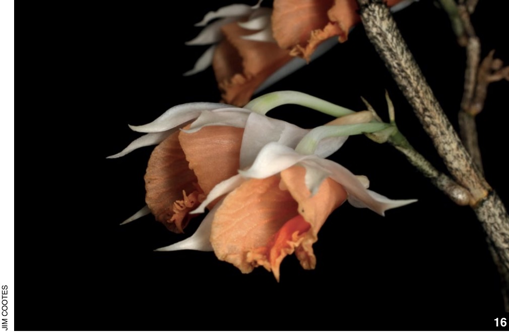 Dendrobium and its Relatives, Part 5: Dendrobium section