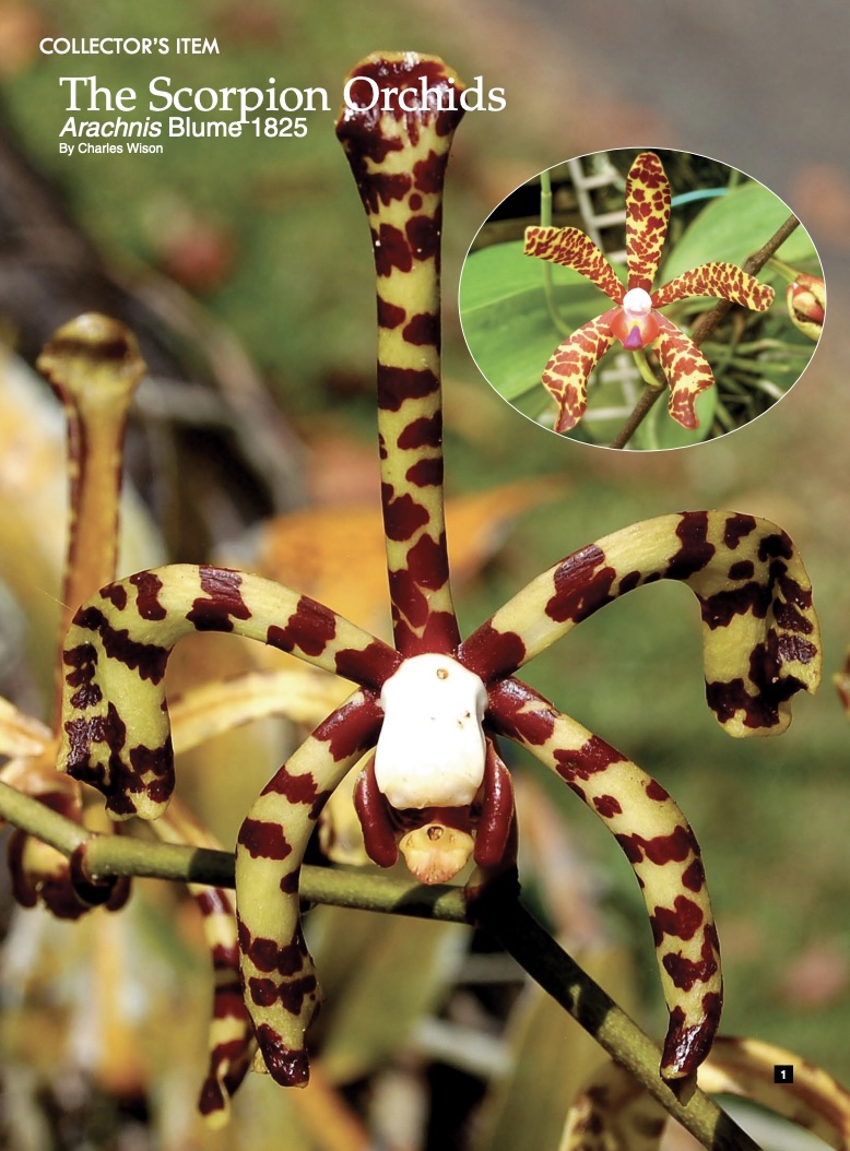The Scorpion Orchids; Arachnis Blume - American Orchid Society