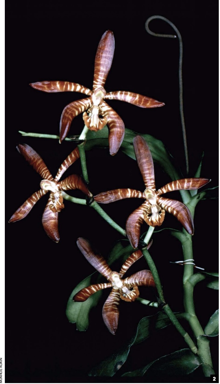 The Scorpion Orchids; Arachnis Blume - American Orchid Society