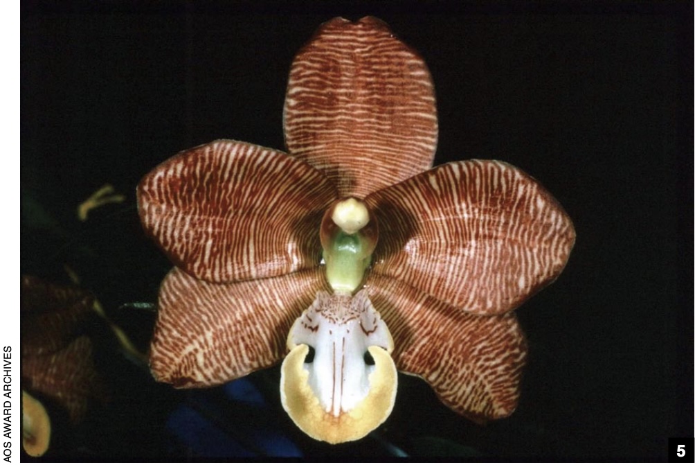 The Scorpion Orchids; Arachnis Blume - American Orchid Society