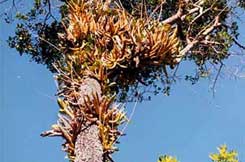 Farewell Schomburgkia - American Orchid Society