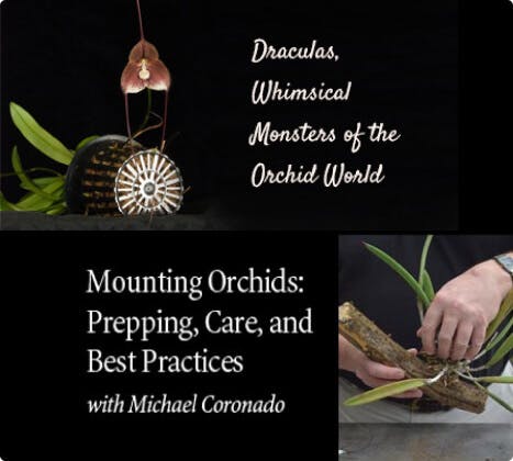 Orchid Webinars