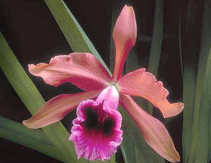 Laelia Sec.Cattleyodes - American Orchid Society