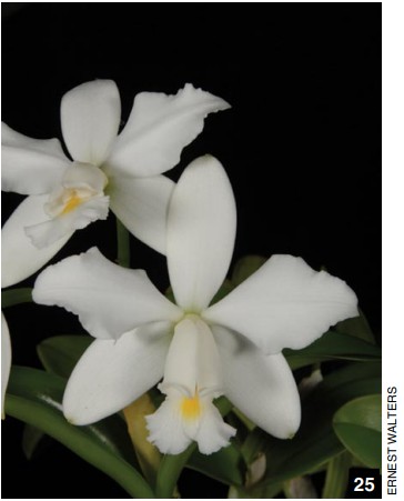 O-6 C. violacea suavissima 'Coronet' GM/JOGA x self 洋蘭 原種