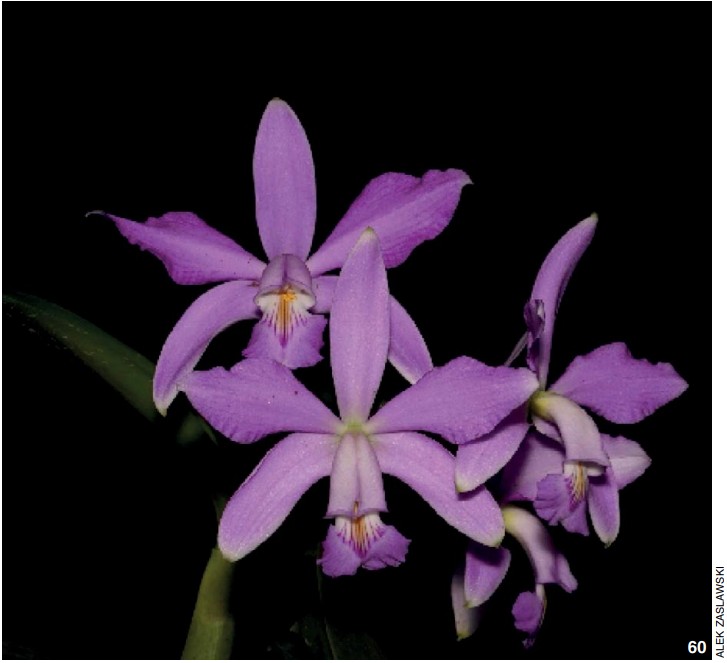 O-6 C. violacea suavissima 'Coronet' GM/JOGA x self 洋蘭 原種