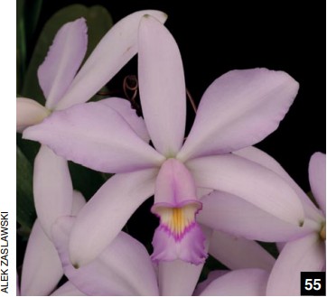 O-6 C. violacea suavissima 'Coronet' GM/JOGA x self 洋蘭 原種