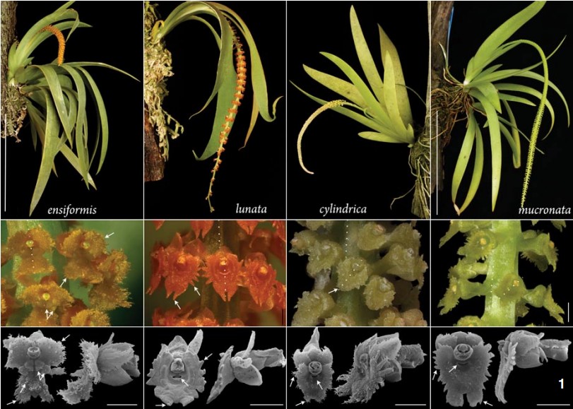 原種ラン図鑑 Species Orchidacearum Amazon.co.jp: 原種ラン図鑑