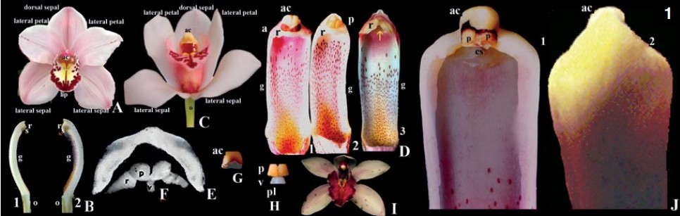 洋書 Orchid Species Culture : Dendrobium 洋書 Orchid Species Culture : Dendrobium ORCHID SPECIES