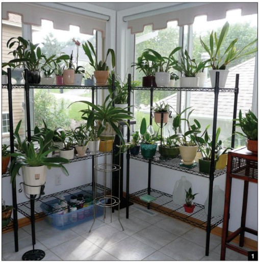 A New Way to Grow Orchids - American Orchid Society