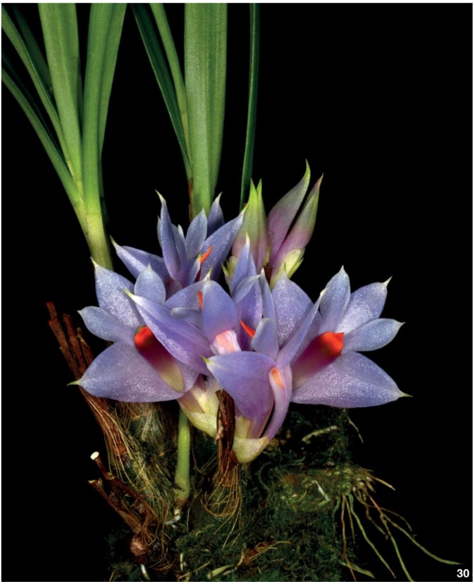 DENDROBIUM様 T.chapeuensis Dendrobium and its Relatives, Part 13: Dendrobium section