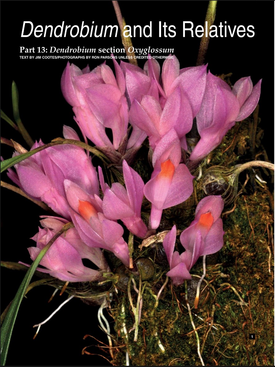 Dendrobium and its Relatives, Part 13: Dendrobium section