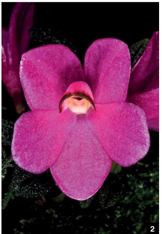 Dendrobium and its Relatives, Part 13: Dendrobium section