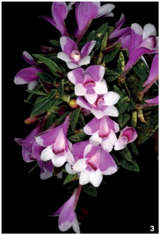 Dendrobium and its Relatives, Part 13: Dendrobium section
