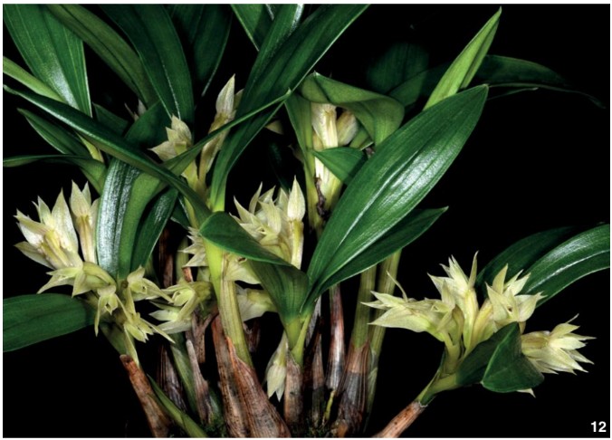 Dendrobium and its Relatives, Part 13: Dendrobium section
