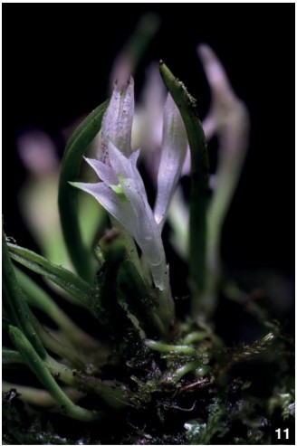 Dendrobium様　アコ　１１ Dendrobium and its Relatives, Part 13: Dendrobium section
