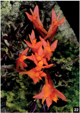 Dendrobium and its Relatives, Part 13: Dendrobium section