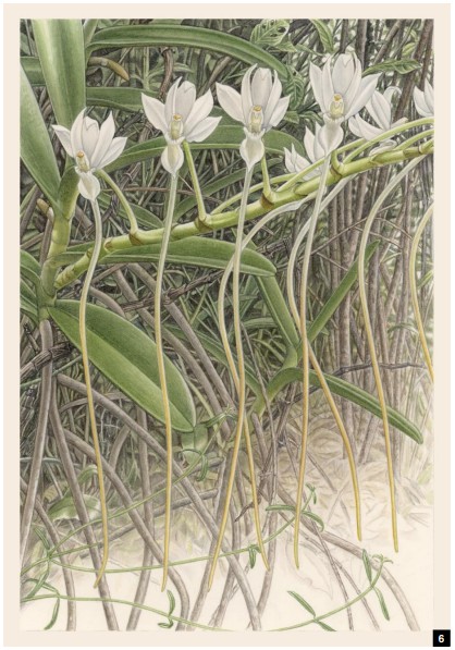 Capturing Orchids in Madagascar - American Orchid Society