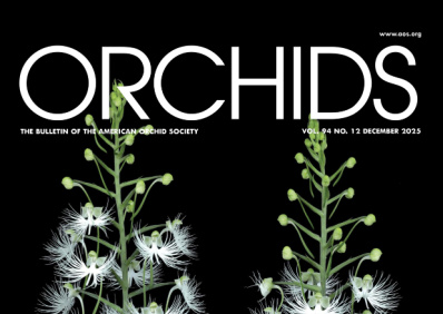 Aganisia Cyanea - American Orchid Society