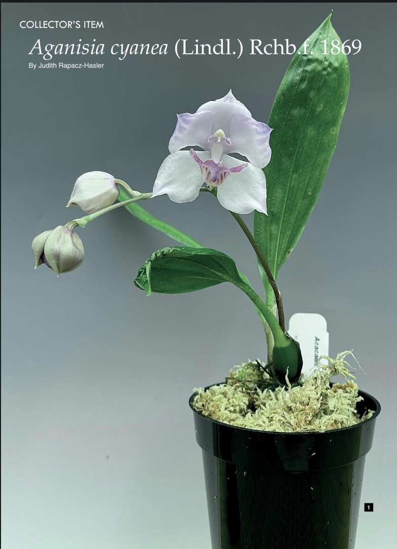 Aganisia Cyanea - American Orchid Society