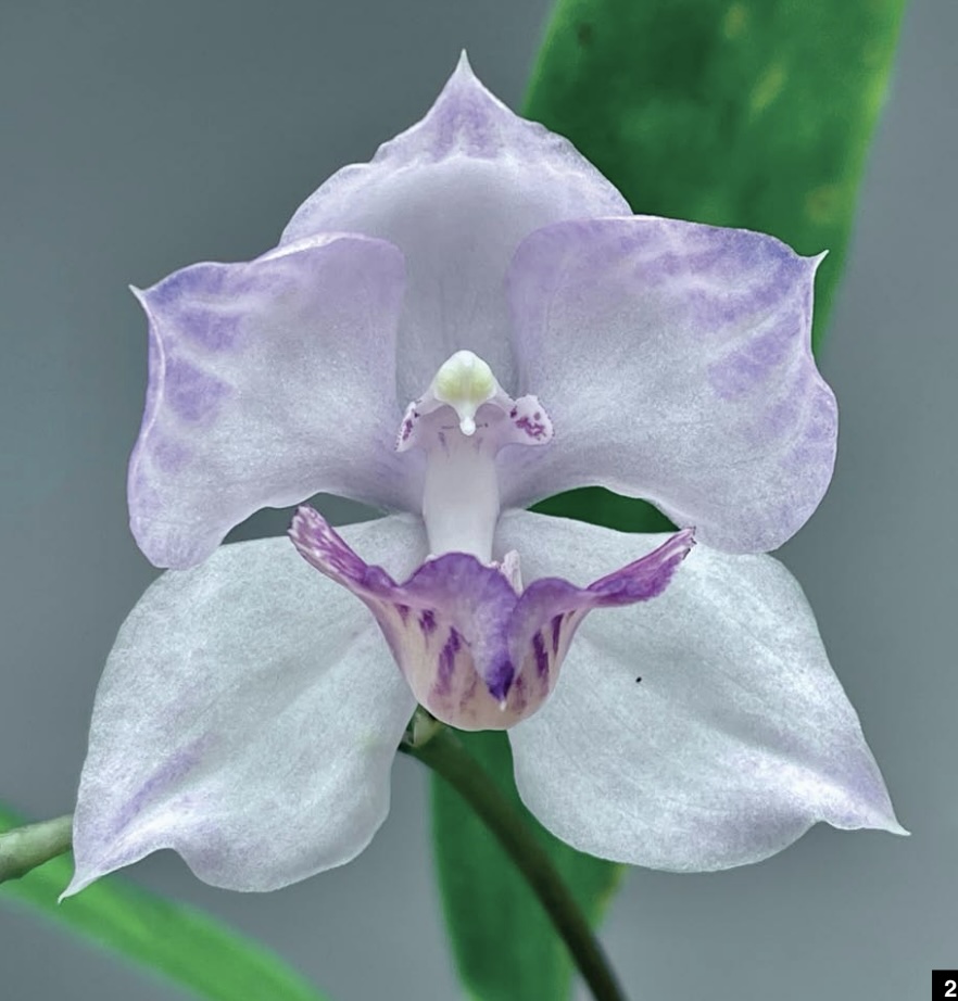 Aganisia Cyanea - American Orchid Society Aganisia Cyanea - American Orchid Society