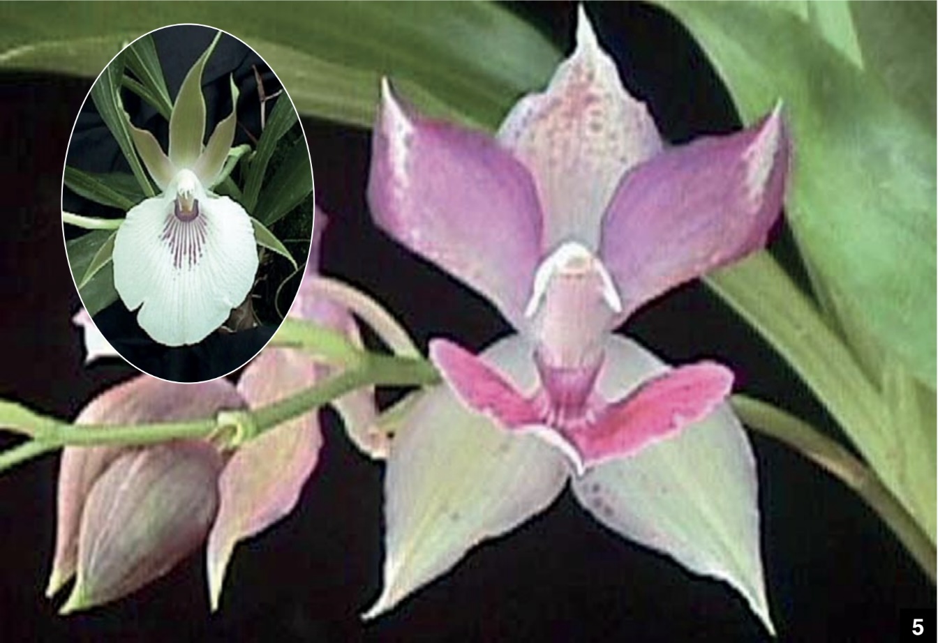 Aganisia Cyanea - American Orchid Society Aganisia Cyanea - American Orchid Society
