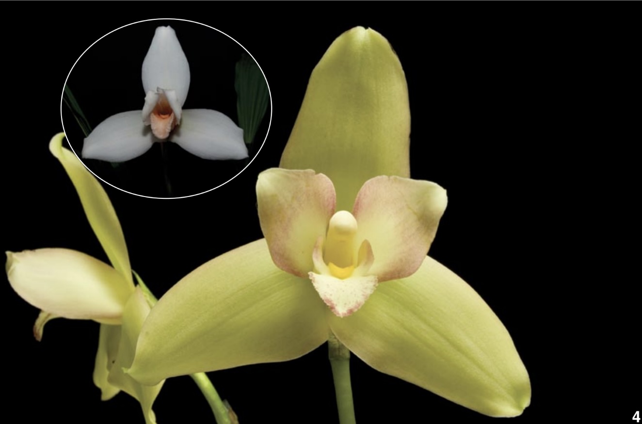 Aganisia Cyanea - American Orchid Society Aganisia Cyanea - American Orchid Society