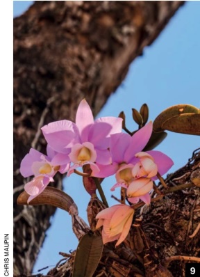 Aganisia Cyanea - American Orchid Society Aganisia Cyanea - American Orchid Society